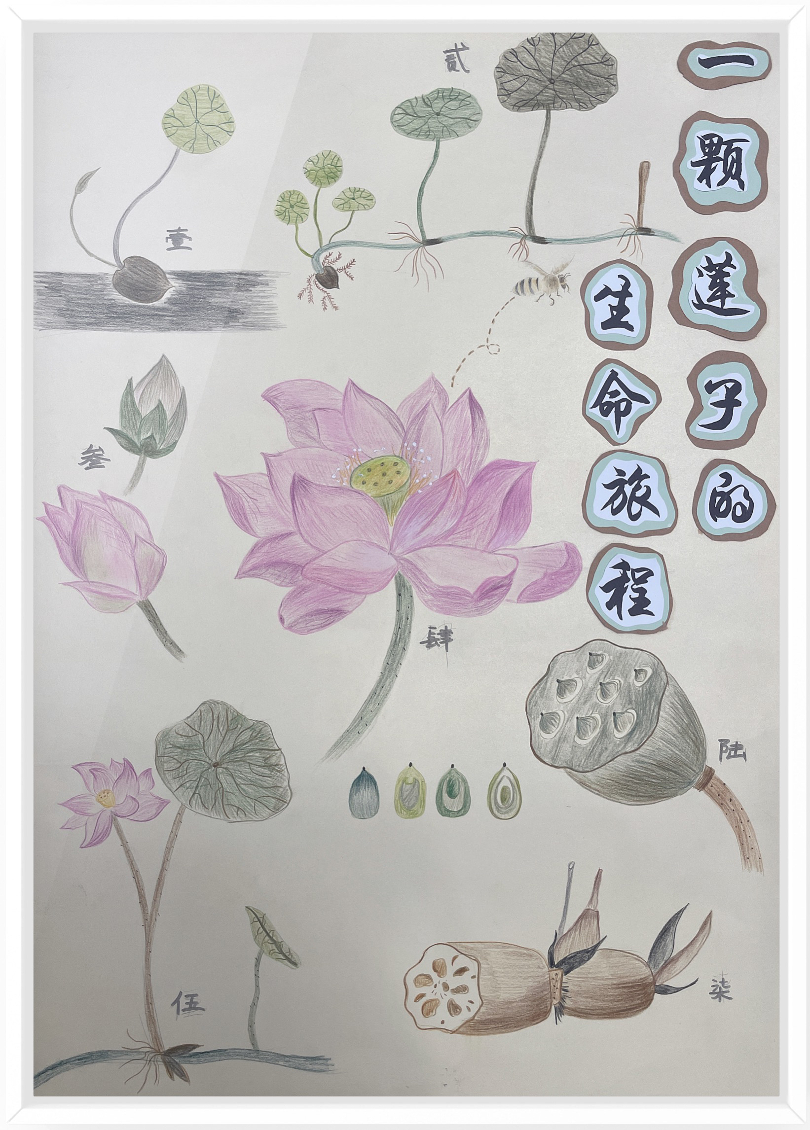 《一颗莲子的生命旅程》（作者：朱水铮、吴梦霁、张婷）.png